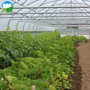 Agricultural low cost single span plastic film greenhouse