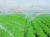 Import Agriculture Synergist Agent(new And Hot Product,Different From Other Adjuvant) Herbicide from China