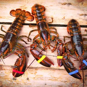Alive Green Lobsters , Raw Live Lobsters , Live Pink Lobsters , Frozen