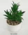 Import Artificial succulent plant with ceramic pot for home decoration from China
