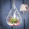 Attractive Price New Type unique clear hanging crystal Plant transparent Scenery glass ball ornaments