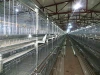 automatic poultry chicken cage system for broilers layers