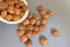 Bulk Organic Chinese Bitter Apricot Kernels for cancer treatment with B17