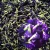Import Butterfly Pea Flower Tea Blue Tea from China