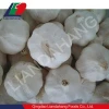 Certified GAP/ KOSHER/ HALAL White Fresh Garlic, White Garlic