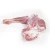 Import Cheap Halal  Kenya whole Mutton Frozen  sheep meat 20 kg from Kenya