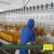 Import Chicken slaughter equipment for poultry abattoir from China