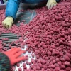 China best price exporting iqf frozen raspberry fruit