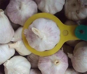 china fresh garlic