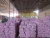 Import China garlic manufacturer from China