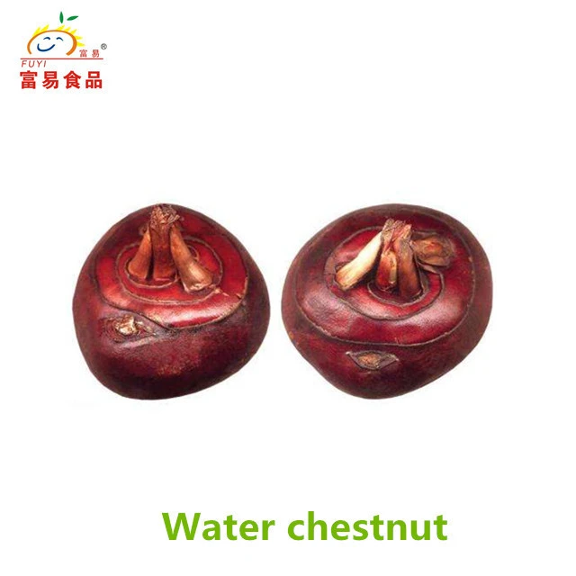 China water chestnut for sale in best prices