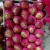 Import Chinese Red Qinguan Apple New Crop from China