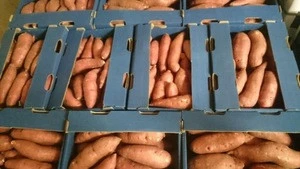 Common cultivation Egyptian sweet potatoes, Red Type