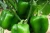 Import Da Lat High Quality Bell Pepper Vietnam from China
