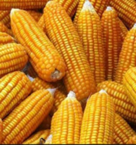 Dried Yellow corn