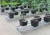 Import Dutch Bucket system Seeds planting health vegetables planting bucket from China