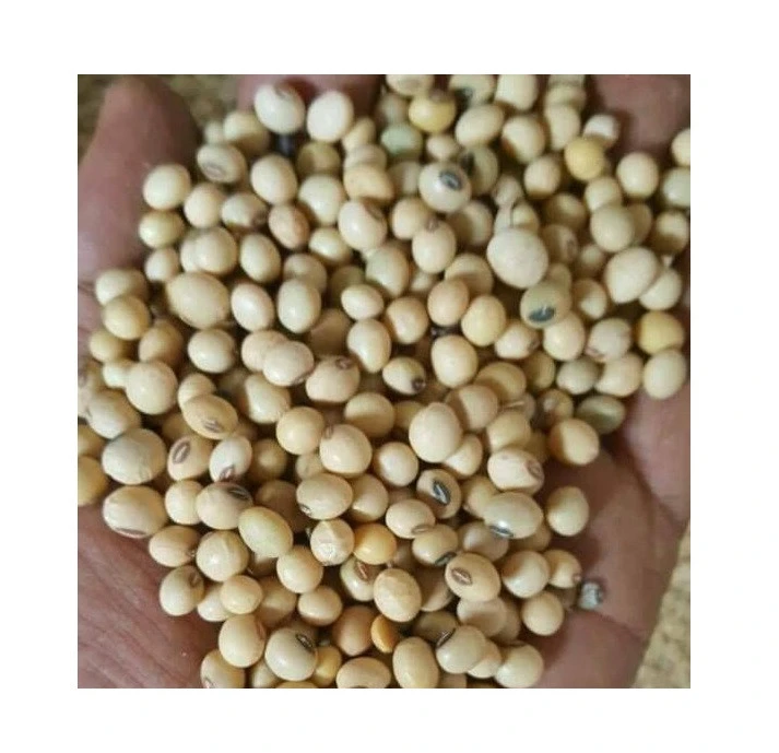ETHIOPIAN DRIED BULK YELLOW SOYBEANS SOYA BEANS FOR WHOLESALE