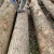 Import european wood red oak padouk log white ash sawn logs from China