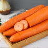 export juicy delicious bulk sweet fresh red carrot
