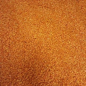 Export  Quality Red Split Lentils for Sales