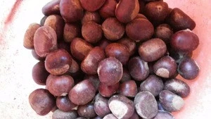 Fresh and Roasted Chestnuts