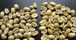 Fresh arabica green coffee bean