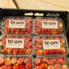 Fresh berries From Egypt, Fresh Strawberry for Exporting/ Fresh Fruits berry style