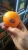 Import Fresh Citrus Fruits, Valencia Oranges & Lemons high quality from Egypt