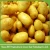 Import Fresh diamond potato buyers/new potato importer in malaysia price from China