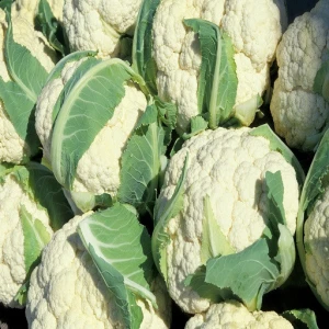 fresh Egyptian Cauliflower