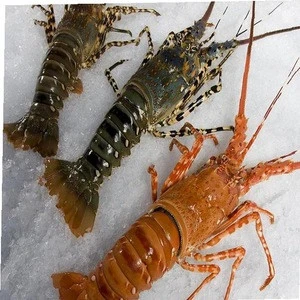 Fresh Frozen Lobsters/Fresh Live Lobsters/Lobsters Wholesale Price