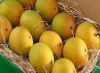 Fresh Indian Mangoes