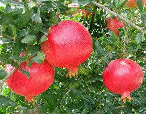Fresh Pomegranate Fruit Turkish Pomegranate Hicaz Pomegranate made in turkey