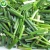 Import fresh scallion in frozen vegetable from China