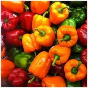 Fresh SHIZHUHONG No.3 Dry Hot Chili Special Hot Pepper La Jiao Super Spicy Pepper of China Agriculture Products for sale