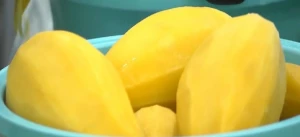 Frozen Mango &quot; Nam Duk Mai &quot; fresh from Thailand [ Certified HACCP , ISO  , GMP , HALAL]
