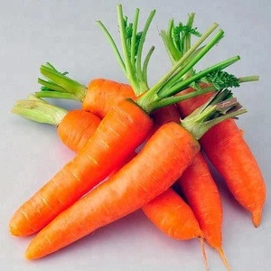 good sweet fresh carrots for sale