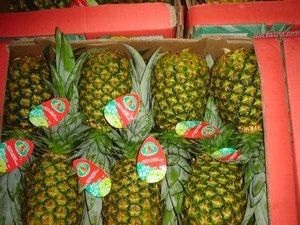 Grade A Fresh Pineapples Fruits For Export From South Africa
