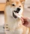 Import High Protein & Low Fat 100% Single Ingredient Rabbit Ears for Dogs Chew Treats from China