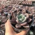 Import High quality cluster succulent alive natural succulents  real succulent wholesale live plants from China