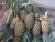 Import High quality Wholesale Fresh Pineapples from Vietnam at Competitive Price from China