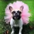 Import High-selling pet/dog  mesh tutu skirt  princess cosplay dress for dog pet wedding skirt from China