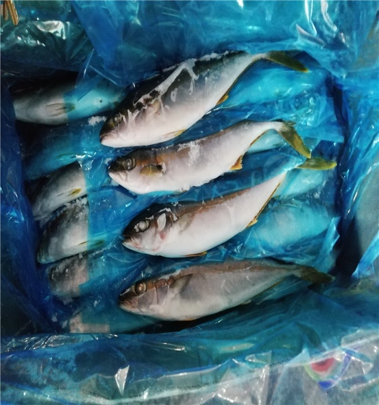 Hot sale frozen yellowtail fish