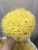Import Hot sale Natural sea Sponge from China