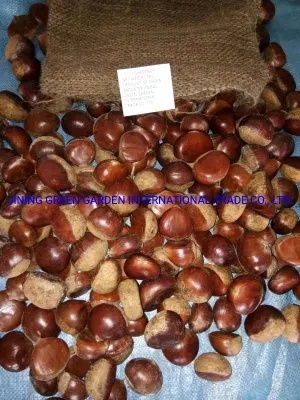 Hot Selling of New Crop Chinese Fresh Chestnut, Soft and Sweet Chestnuts of Top Quality