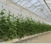 Hydroponic Fruit and Vegetable Glass Greenhouse