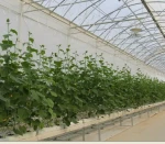 Hydroponic Fruit and Vegetable Glass Greenhouse
