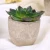 Import Indoor small potted plant plastic artificial succulent plants bonsai supplies from China