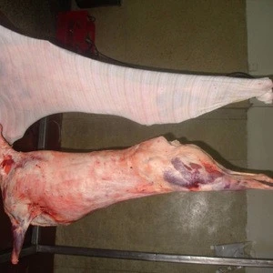 lamb meat CARCASS