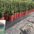 Import Last Xiamen Jialiang natural cactus plants from China